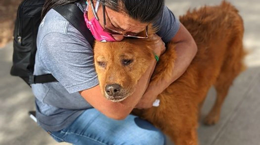 The Home Again Pet Recovery