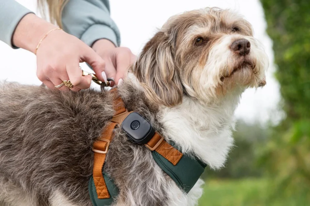 The Home Again Pet Recovery